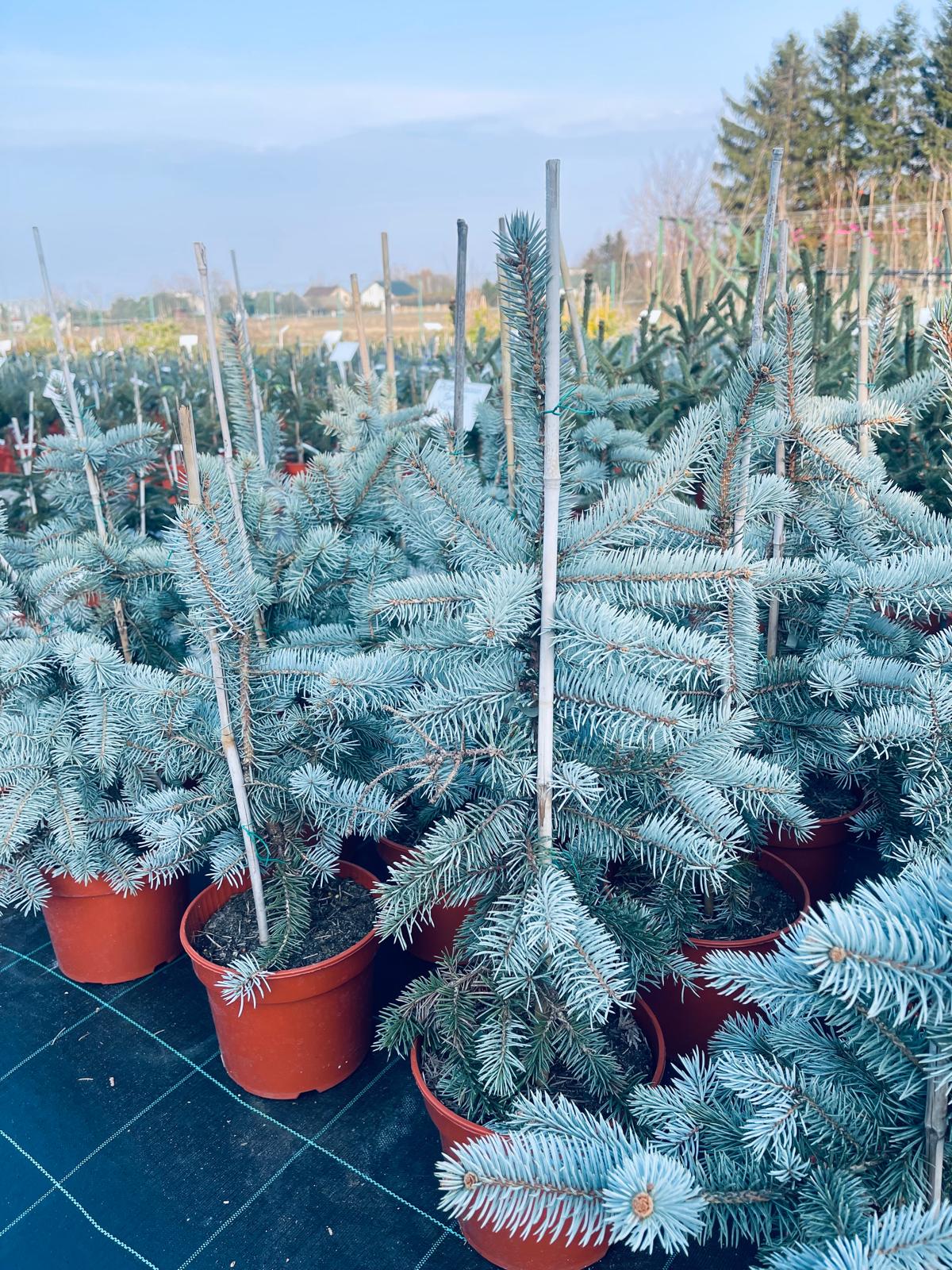 plant026 - Szkółka Ula Milczanowska